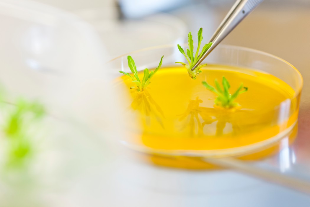 CONVISO® SMART breeding_KWS