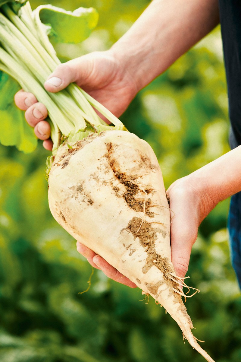 CONVISO(R) SMART KWS_sugarbeet_hands